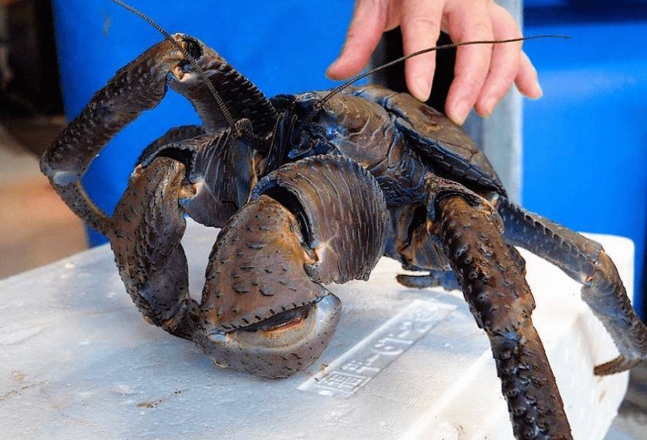 捕杀海鸟的“巨蟹”被它夹一下很可能重伤麻