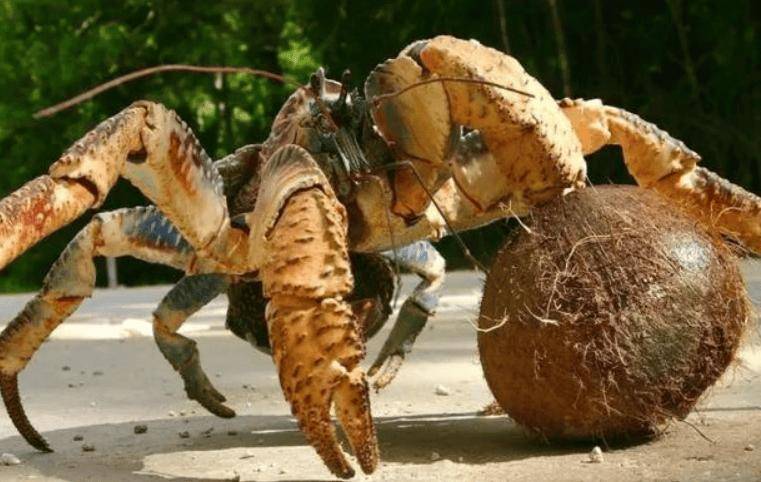 捕杀海鸟的“巨蟹”被它夹一下很可能重伤麻将胡了试玩模拟器能徒手开椰子壳上树(图2) 捕杀海鸟的“巨蟹”被它夹一下很可能重伤麻将胡了试玩模拟器能徒手开椰子壳上树(图2)