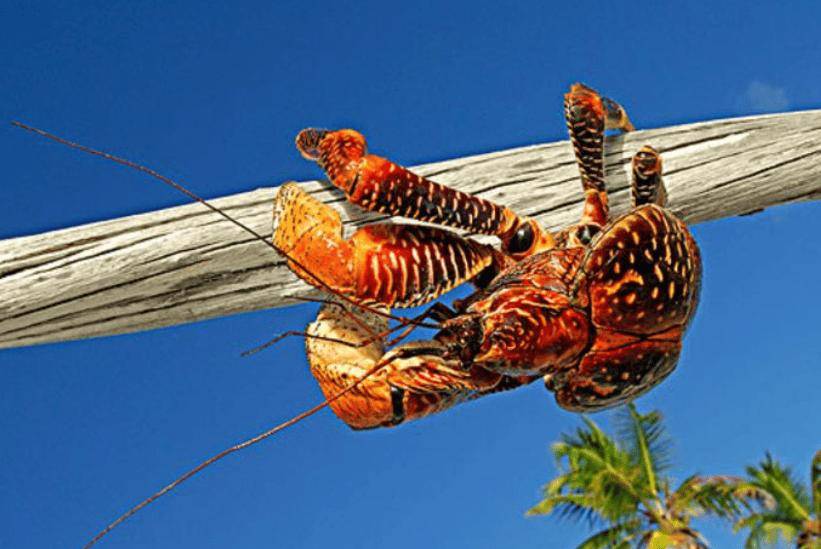 捕杀海鸟的“巨蟹”被它夹一下很可能重伤麻将胡了试玩模拟器能徒手开椰子壳上树(图3) 捕杀海鸟的“巨蟹”被它夹一下很可能重伤麻将胡了试玩模拟器能徒手开椰子壳上树(图3)