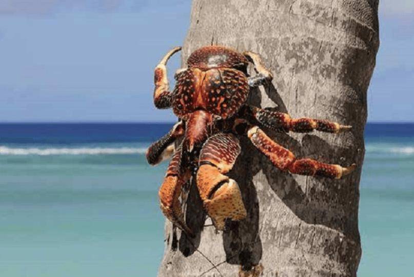 捕杀海鸟的“巨蟹”被它夹一下很可能重伤麻将胡了试玩模拟器能徒手开椰子壳上树(图4) 捕杀海鸟的“巨蟹”被它夹一下很可能重伤麻将胡了试玩模拟器能徒手开椰子壳上树(图4)