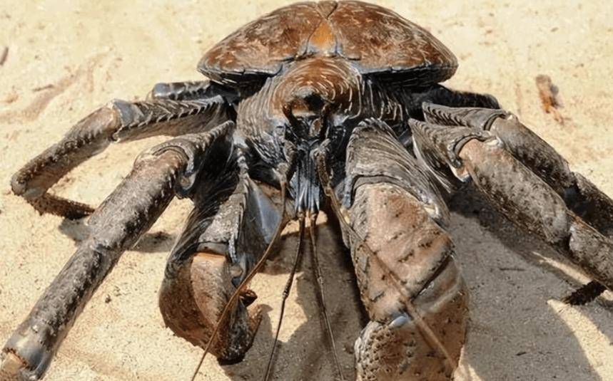 捕杀海鸟的“巨蟹”被它夹一下很可能重伤麻将胡了试玩模拟器能徒手开椰子壳上树(图5) 捕杀海鸟的“巨蟹”被它夹一下很可能重伤麻将胡了试玩模拟器能徒手开椰子壳上树(图5)