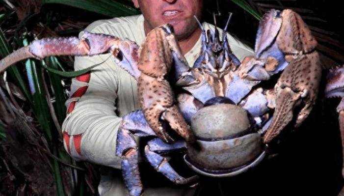 捕杀海鸟的“巨蟹”被它夹一下很可能重伤麻将胡了试玩模拟器能徒手开椰子壳上树(图7) 捕杀海鸟的“巨蟹”被它夹一下很可能重伤麻将胡了试玩模拟器能徒手开椰子壳上树(图7)