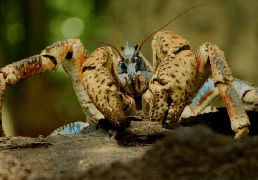 捕杀海鸟的“巨蟹”被它夹一下很可能重伤麻将胡了试玩模拟器能徒手开椰子壳上树(图9) 捕杀海鸟的“巨蟹”被它夹一下很可能重伤麻将胡了试玩模拟器能徒手开椰子壳上树(图9)