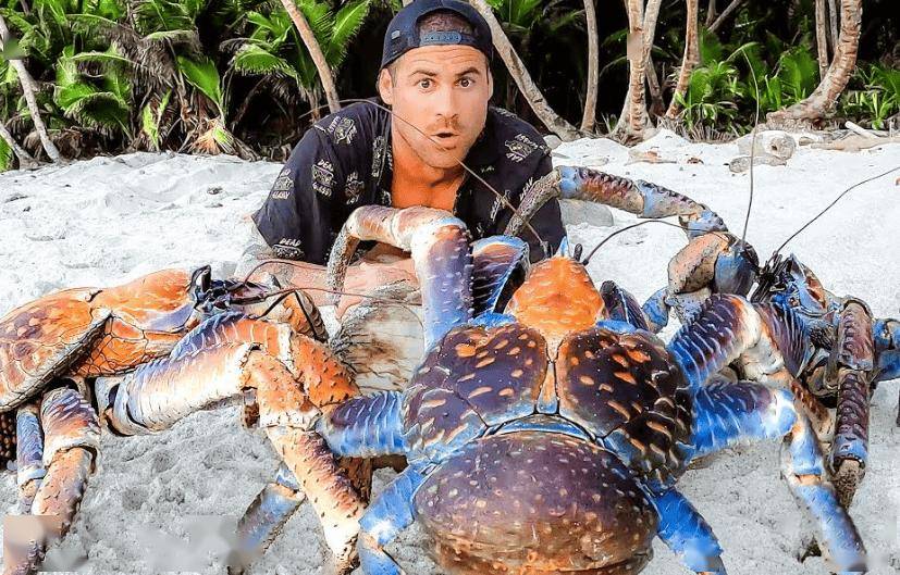 捕杀海鸟的“巨蟹”被它夹一下很可能重伤麻将胡了试玩模拟器能徒手开椰子壳上树(图10) 捕杀海鸟的“巨蟹”被它夹一下很可能重伤麻将胡了试玩模拟器能徒手开椰子壳上树(图10)