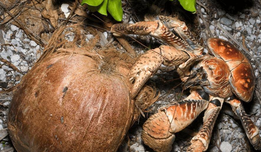 捕杀海鸟的“巨蟹”被它夹一下很可能重伤麻将胡了试玩模拟器能徒手开椰子壳上树(图12) 捕杀海鸟的“巨蟹”被它夹一下很可能重伤麻将胡了试玩模拟器能徒手开椰子壳上树(图12)