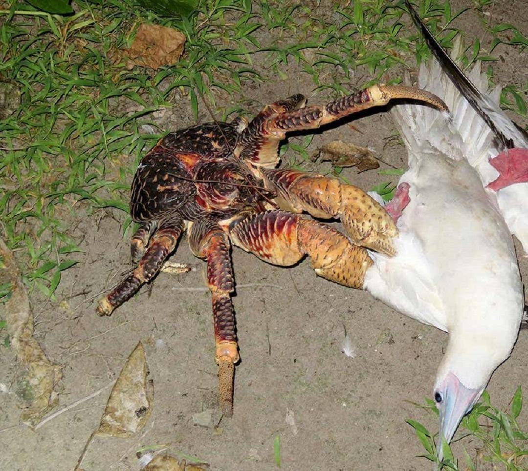 捕杀海鸟的“巨蟹”被它夹一下很可能重伤麻将胡了试玩模拟器能徒手开椰子壳上树(图13) 捕杀海鸟的“巨蟹”被它夹一下很可能重伤麻将胡了试玩模拟器能徒手开椰子壳上树(图13)